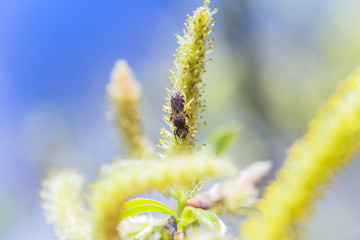 Risen blooming inflorescences male flowering catkin or ament on a Salix alba white willow in early...