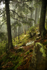 vertical photo of pine trees in a forest with fog