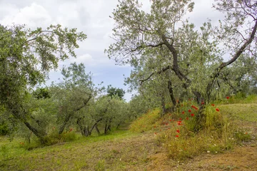 Papier Peint photo autocollant Olivier olive trees in Tuscany, Italy