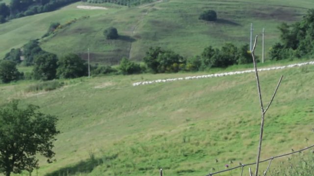 A Flock Of Sheep Crosses A Field