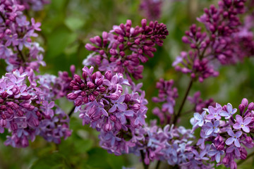 Fototapeta na wymiar details of purple blooming bush of lilac in the garden