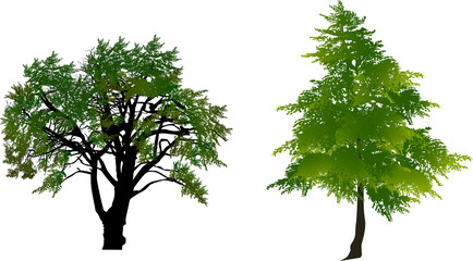 two green trees isolated on white