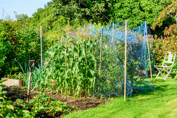 Corn beside blueberry bushes under blue bird netting and a spade standing among strawberry plants...