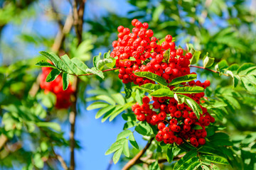 Rowan berries, Sorbus aucuparia, tree also called rowan and mountain ash. - 171426273
