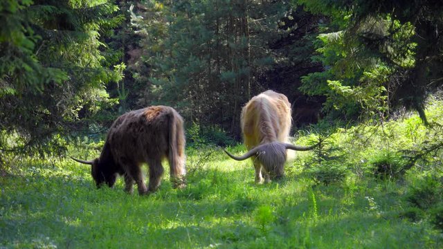 Schottische Hochlandrinder - highland rinder -grasen idyllisch in freier Wildbahn