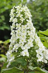 スノークイーン