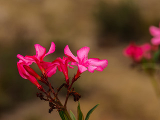Oleander flower