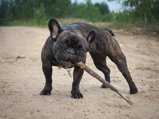 Bulldog chewing a stick. The dog is black. Sandy road