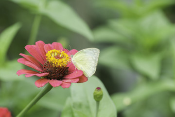 The Common Grass Yellow butterfly sucking nectar from Zinnia  flowers .