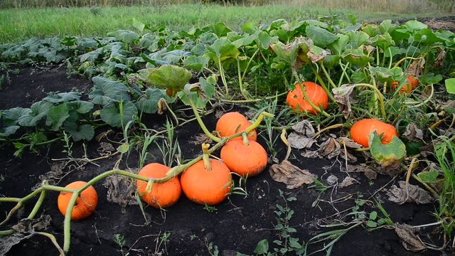 Harvest of ripe pumpkin in garden