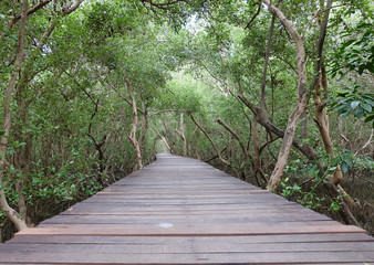 Timber walkway leading into the mangrove forest