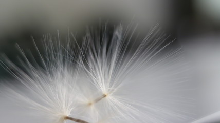 Dandelion seed in macro