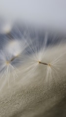 Macro dandelion seed