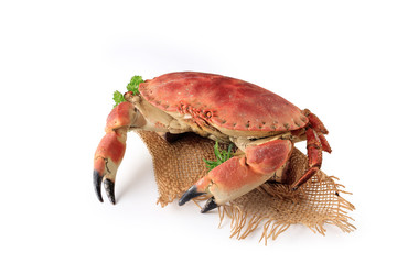 crabe sur fond blanc