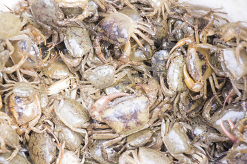 Small, live,  fresh water crabs
