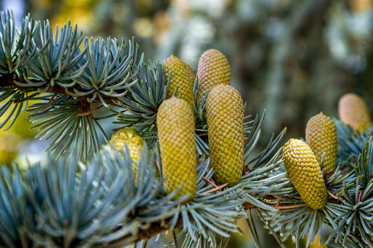 Fototapeta Fir branches with green cones on a blurred background