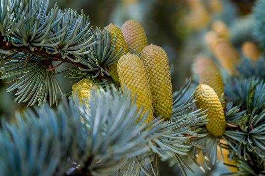 Fototapeta Fir branches with green cones on a blurred background
