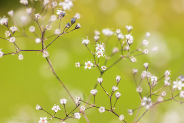 Blumen