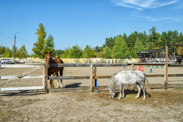 two horses in a pen © DmitryDolgikh
