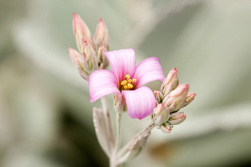 Pink Madagascan Kalanchoe Flower