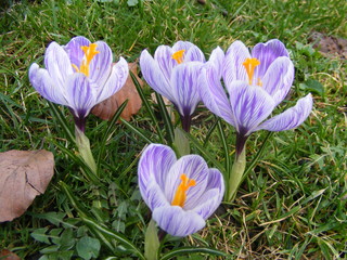 Fototapeta premium beautiful coloured crocus