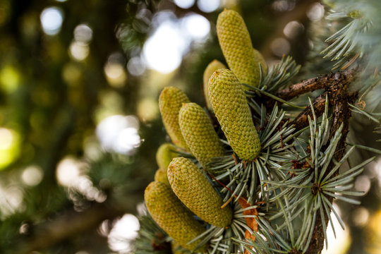 Fototapeta Fir branches with green cones on a blurred background