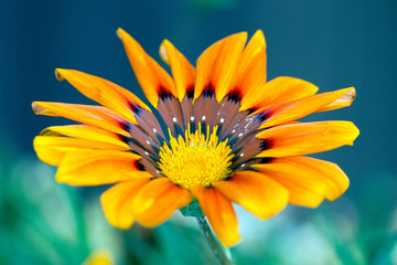 Orange Gazania Flower