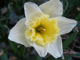 variety of narcissus