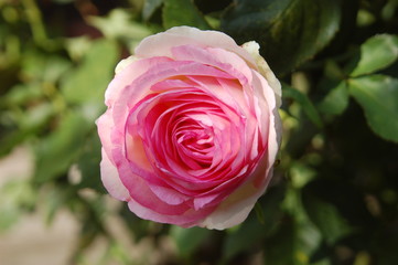 Rosenstrauch, rosane Rosenblüte