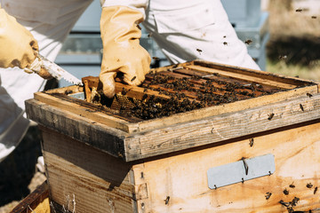 Beekeeper working collect honey.