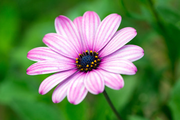 Fototapeta premium Pink Osteospermum Flower