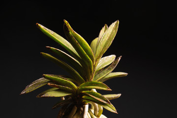 Orchid of the Neofinetia falcata Kouya