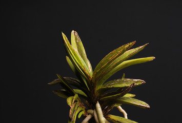 Orchid of the Neofinetia falcata Kouya