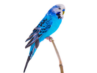  budgie