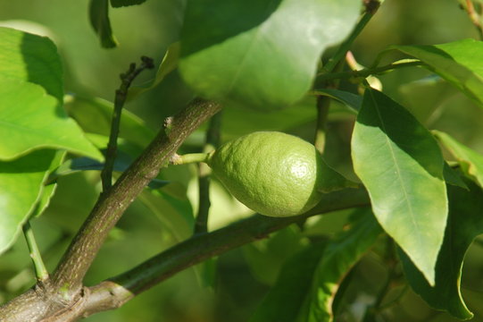 Zitrone auf Zitronenbaum 