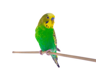 green budgie