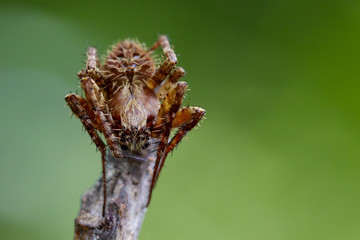 Image of Eriophora sp cf Novakiella or Orb-weaving Spider or Orb Weaver (Novakiella trituberculosa) on dry branches. Insect Animal