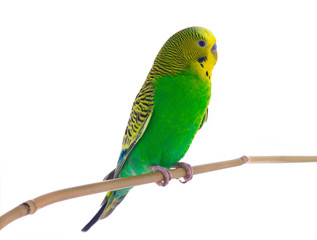 green budgie