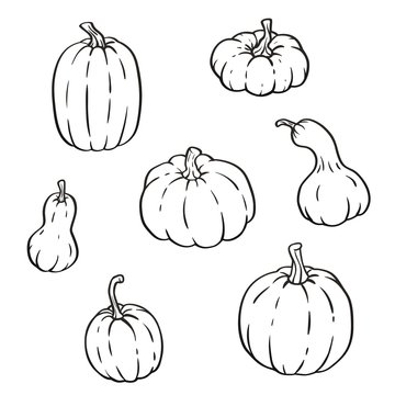 Collection of outline pumpkins, gourds different types, shapes and sizes. Vector isolated set for halloween, thanksgiving day