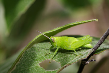 Image of bright green grasshopper on green leaves. Insect Animal