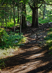 nature - sentier forestier