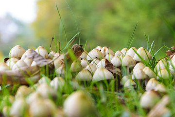 Many Small Mushrooms in the Grass