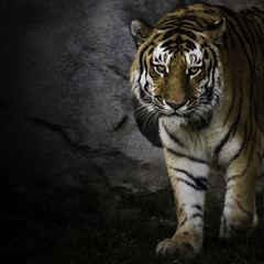 Tiger Staring at you