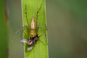 Image of oxyopidae spider going to eat fly on green leaves. Insect Animal (Java Lynx Spider / Oxyopes cf. Javanus)