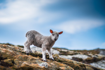 Fototapeta premium Liam the lamb, what a curious guy.