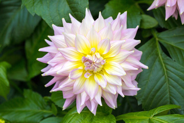 Obraz premium Lilac-Yellow Dahlia Flower