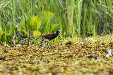 Jaçanã (Jacana jacana) | Wattled Jacana photographed in Linhares, Espírito Santo - Southeast of Brazil. Atlantic Forest Biome.