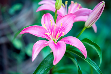 Pink Lily Flower