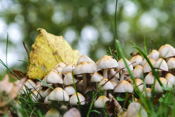 Many Small Mushrooms in the Grass