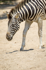 Fototapeta na wymiar Image of an zebra on nature background. Wild Animals.